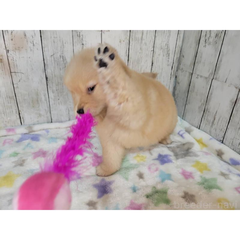 販売中の三重県のゴールデンレトリーバー-426980の3枚目