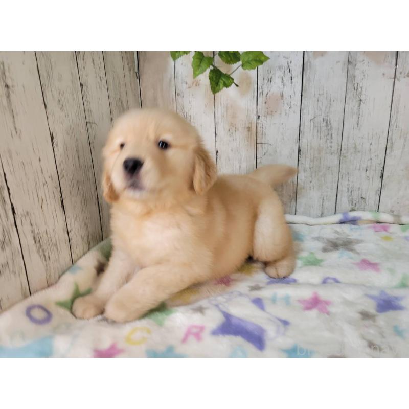 販売中の三重県のゴールデンレトリーバー-426980の2枚目