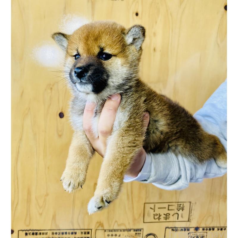 販売中の静岡県の豆柴-426981の4枚目