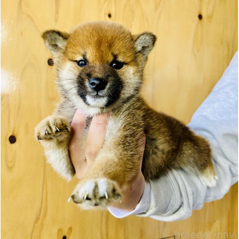 販売中の静岡県の豆柴-426981の3枚目