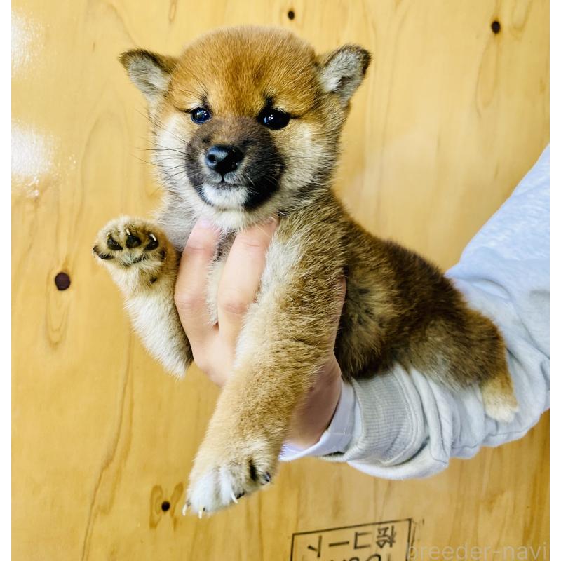 販売中の静岡県の豆柴-426981の2枚目