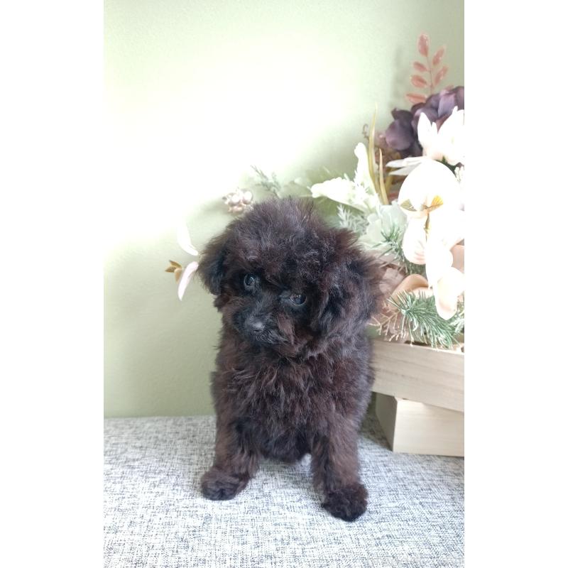 販売中の大阪府のティーカッププードル-417037の10枚目