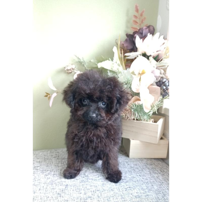 販売中の大阪府のティーカッププードル-417037の9枚目