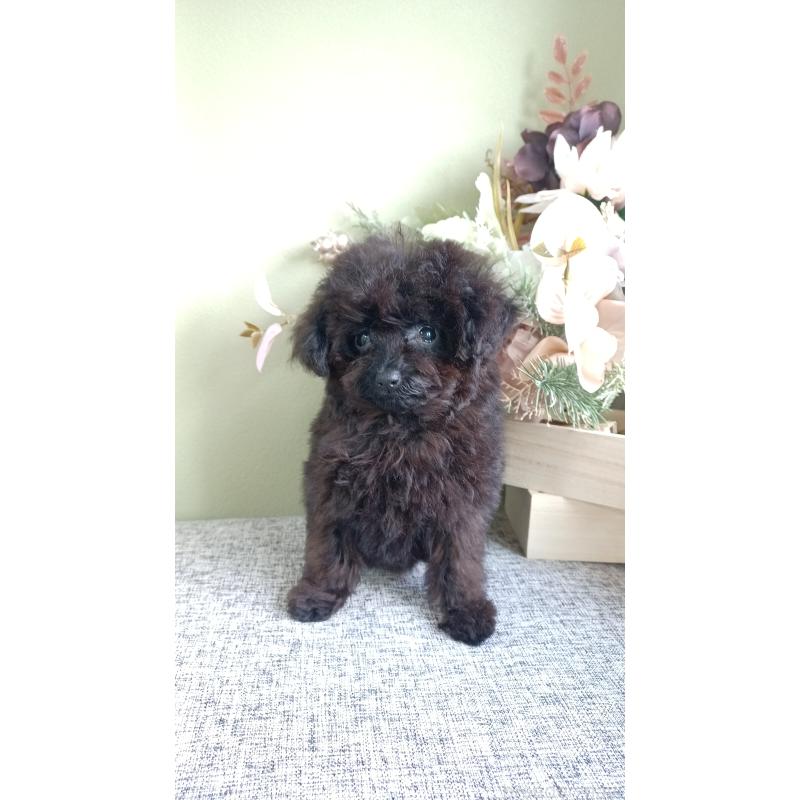 販売中の大阪府のティーカッププードル-417037の8枚目