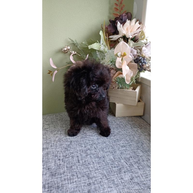 販売中の大阪府のティーカッププードル-417037の7枚目