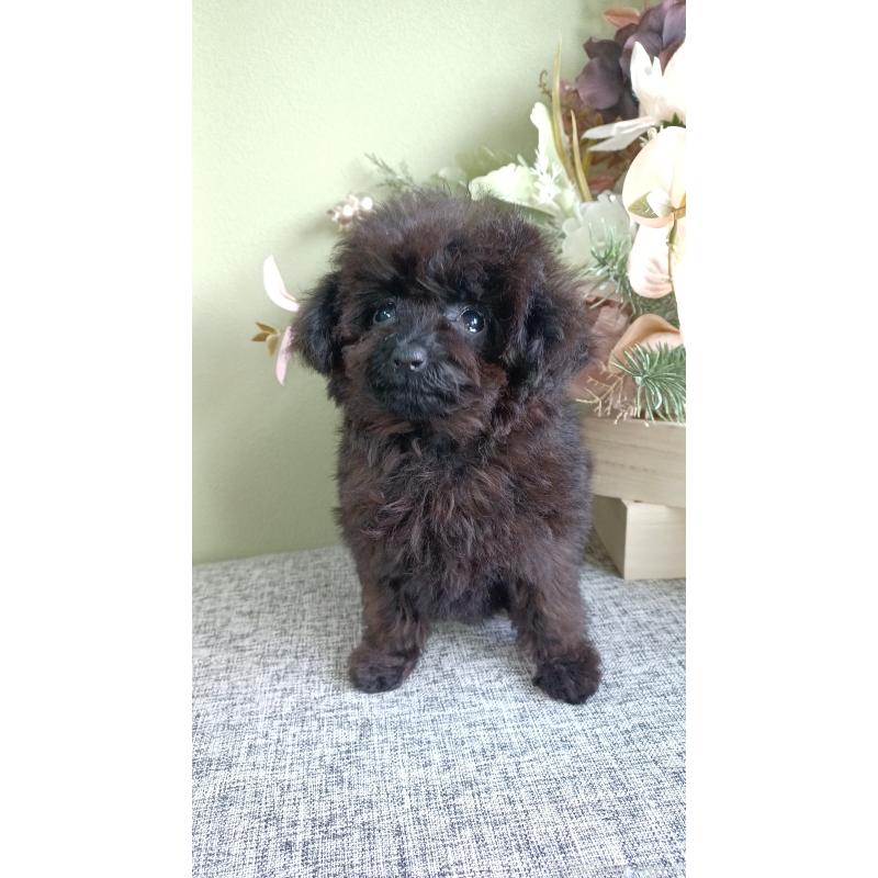 販売中の大阪府のティーカッププードル-417037の6枚目