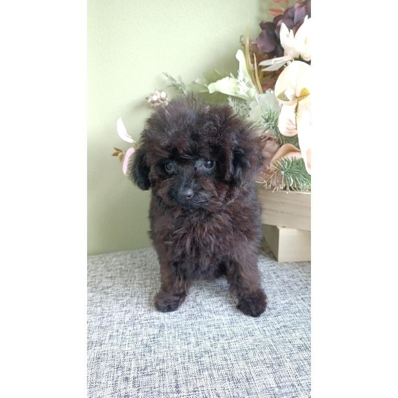 販売中の大阪府のティーカッププードル-417037の5枚目