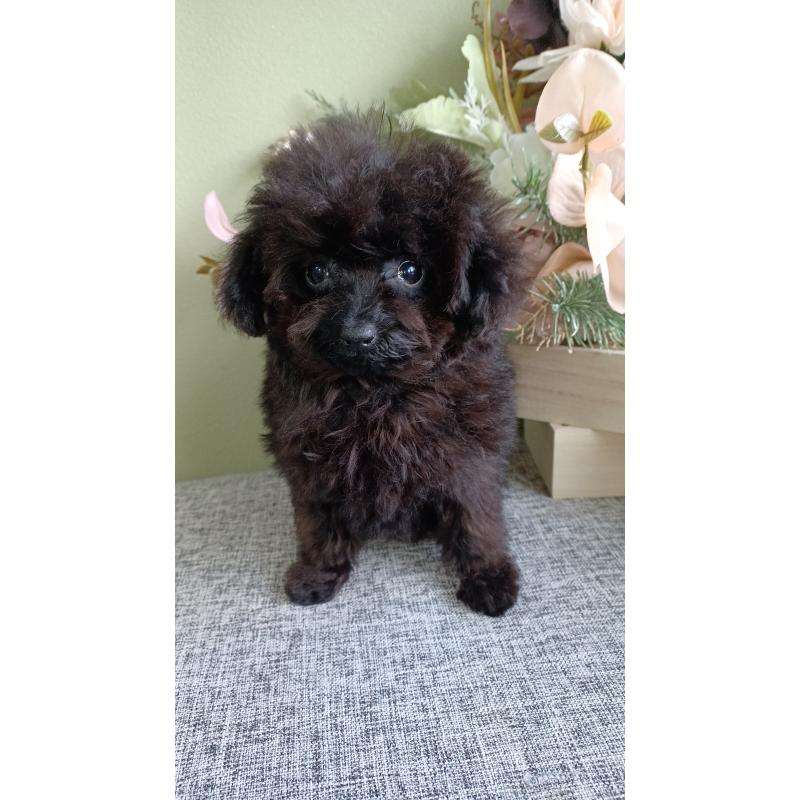 販売中の大阪府のティーカッププードル-417037の4枚目