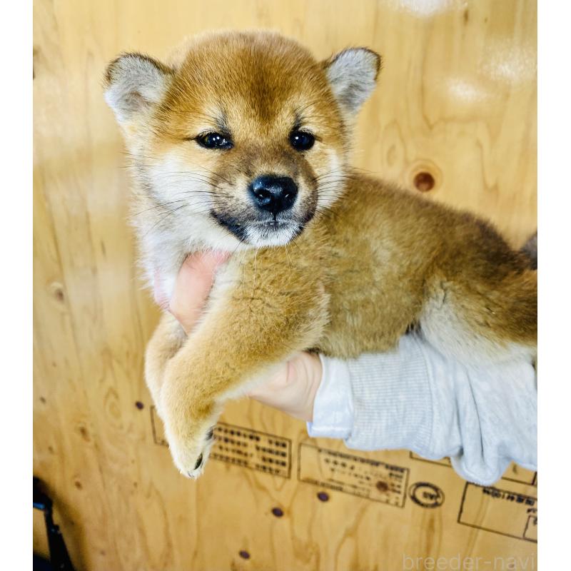 販売中の静岡県の豆柴-426982の5枚目