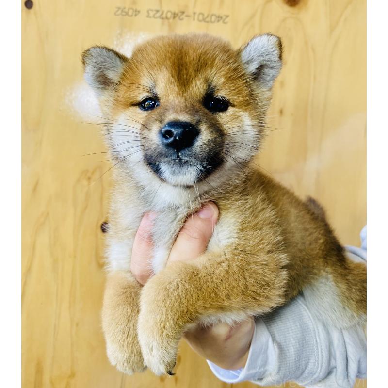 販売中の静岡県の豆柴-426982の4枚目