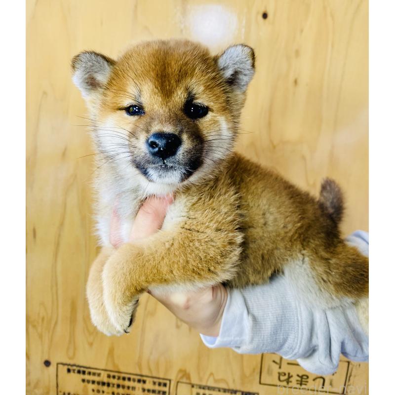 販売中の静岡県の豆柴-426982の3枚目