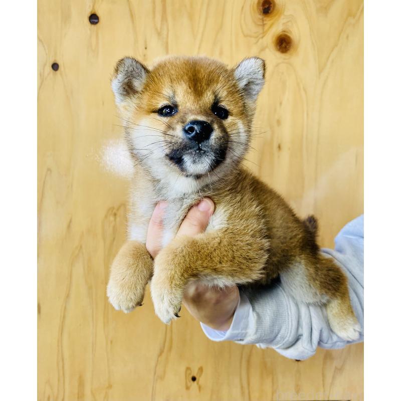 販売中の静岡県の豆柴-426982の2枚目