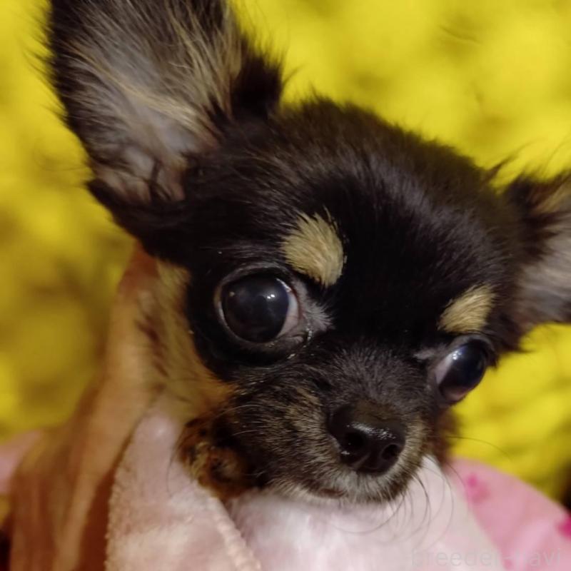 販売中の大阪府のチワワ(ロングコート)-426983の1枚目