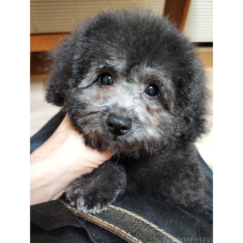 成約済の栃木県のトイプードル-416033の3枚目