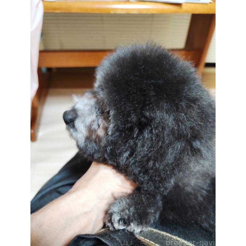 成約済の栃木県のトイプードル-416033の2枚目