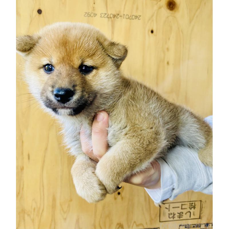 販売中の静岡県の豆柴-426984の4枚目