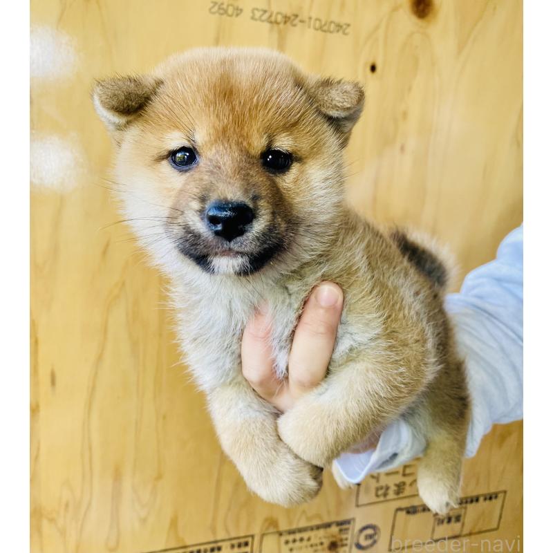 販売中の静岡県の豆柴-426984