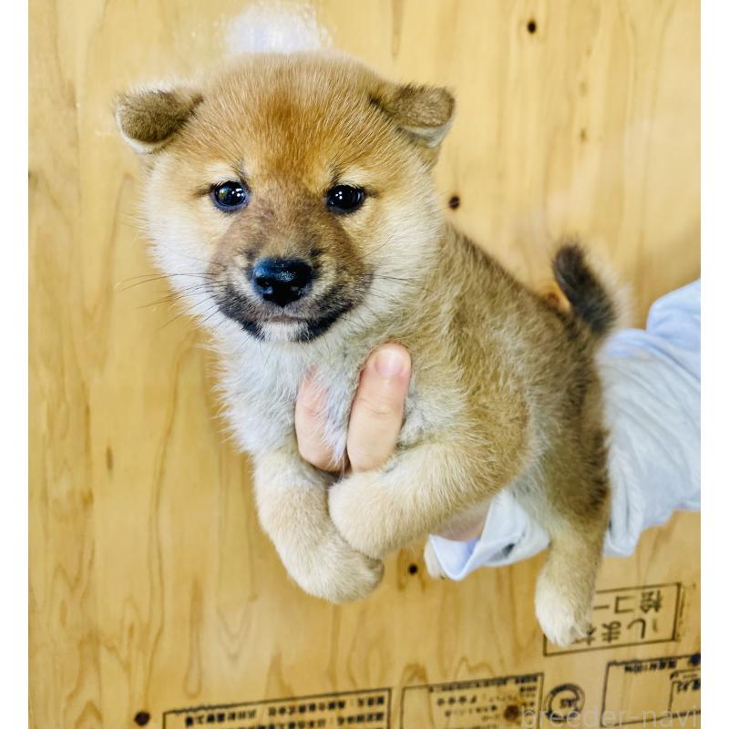 販売中の静岡県の豆柴-426984の3枚目