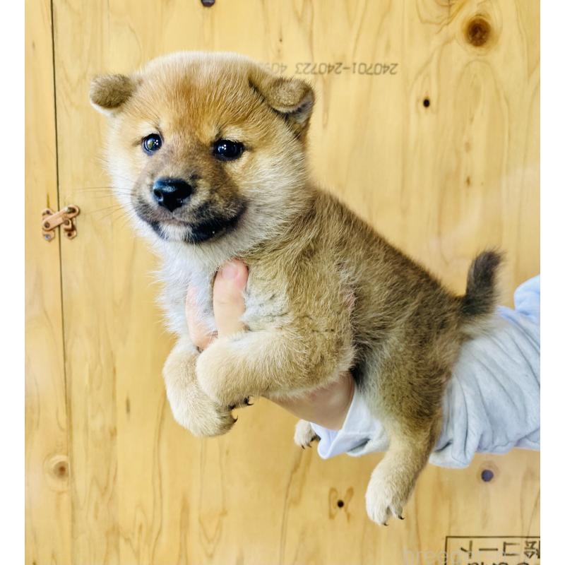 販売中の静岡県の豆柴-426984の2枚目