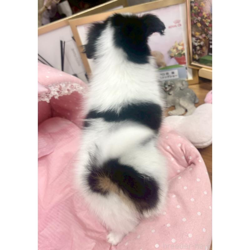 販売中の大阪府のパピヨン-426985の9枚目