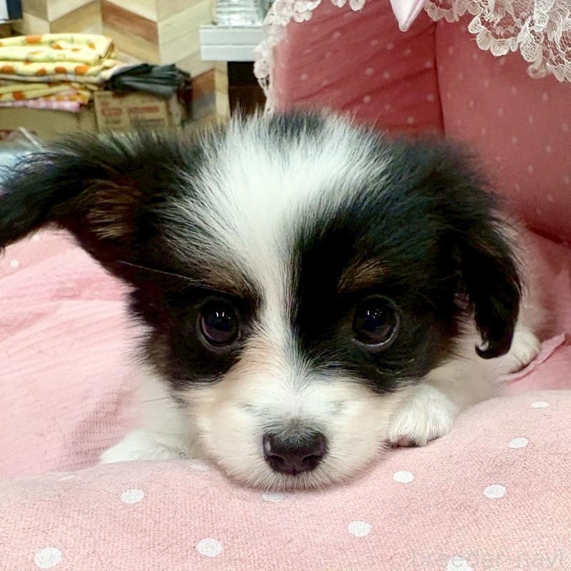 販売中の大阪府のパピヨン-426985の8枚目