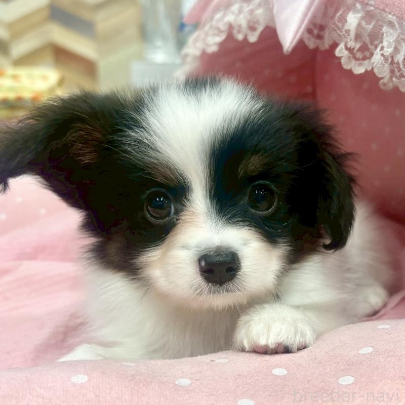 販売中の大阪府のパピヨン-426985の7枚目