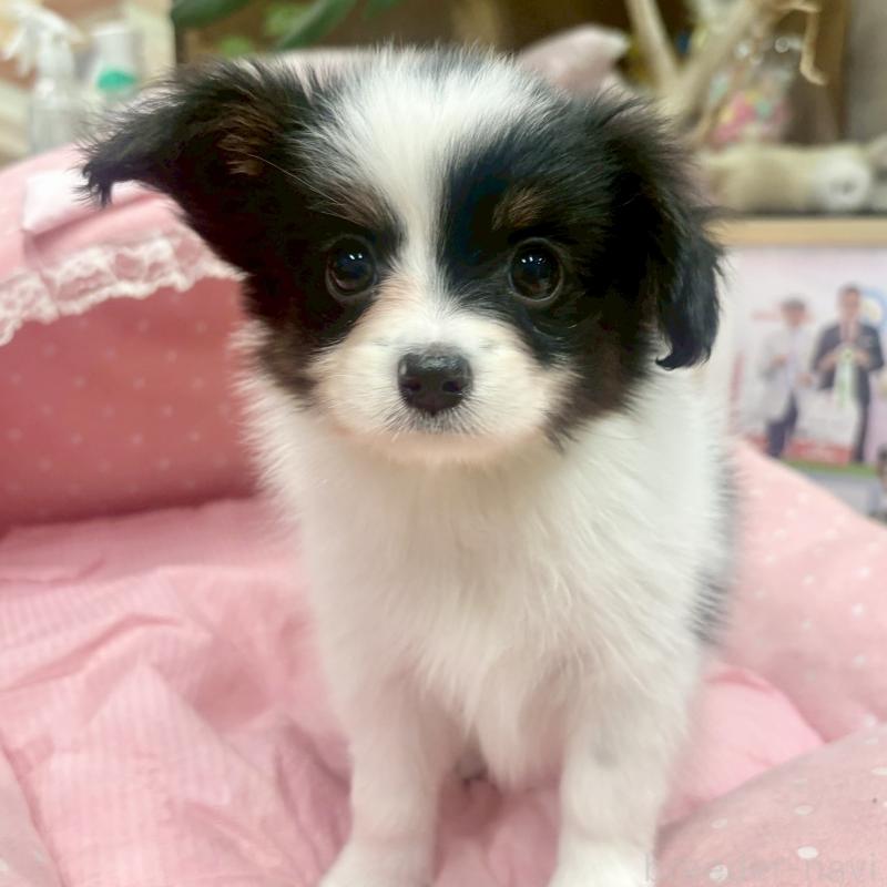 販売中の大阪府のパピヨン-426985の6枚目