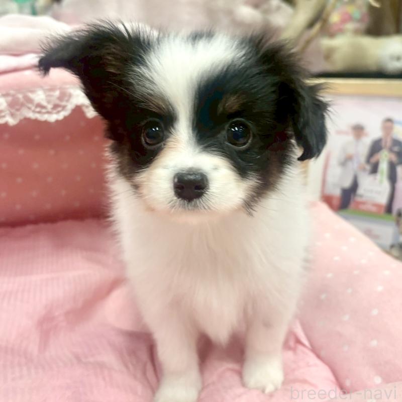 販売中の大阪府のパピヨン-426985の5枚目