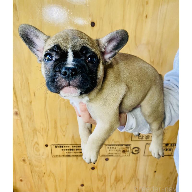 販売中の静岡県のフレンチブルドッグ-426986の6枚目