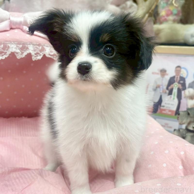 販売中の大阪府のパピヨン-426985の4枚目