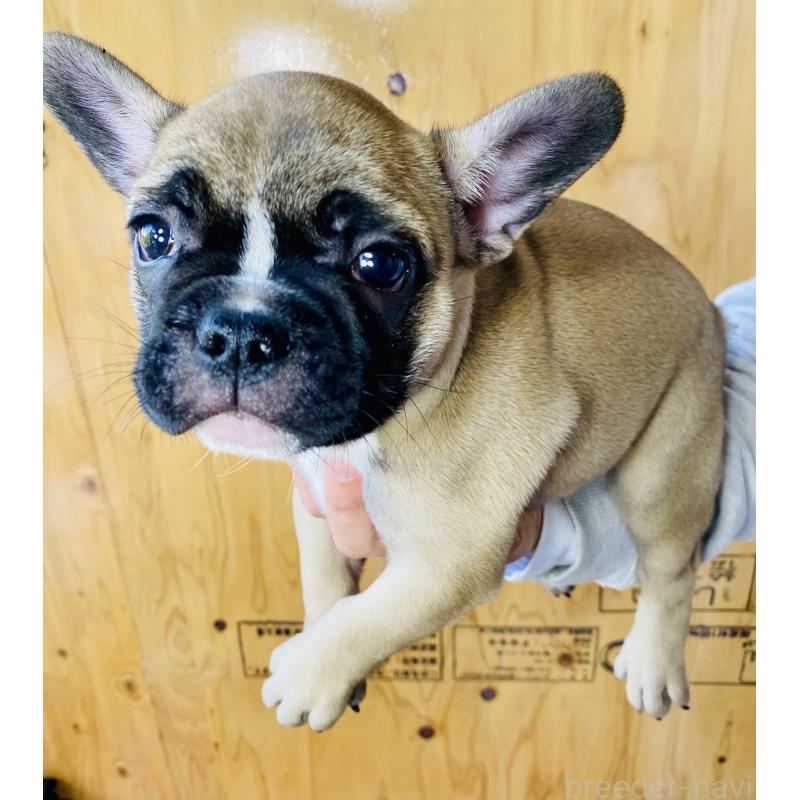 販売中の静岡県のフレンチブルドッグ-426986の5枚目