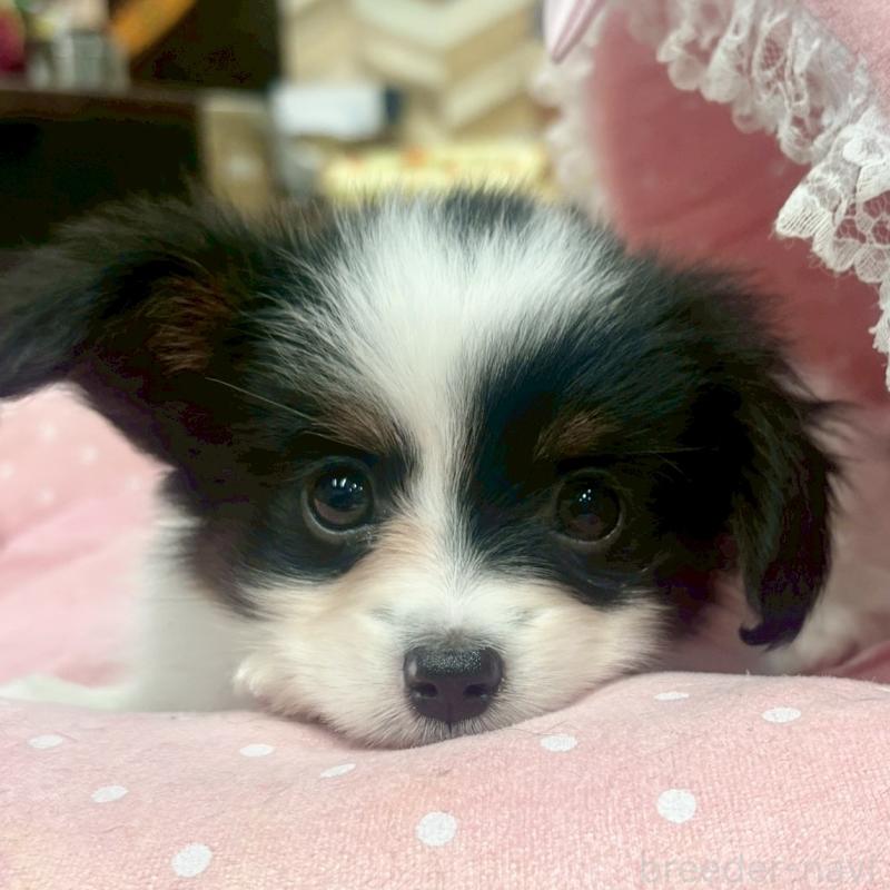 販売中の大阪府のパピヨン-426985の2枚目