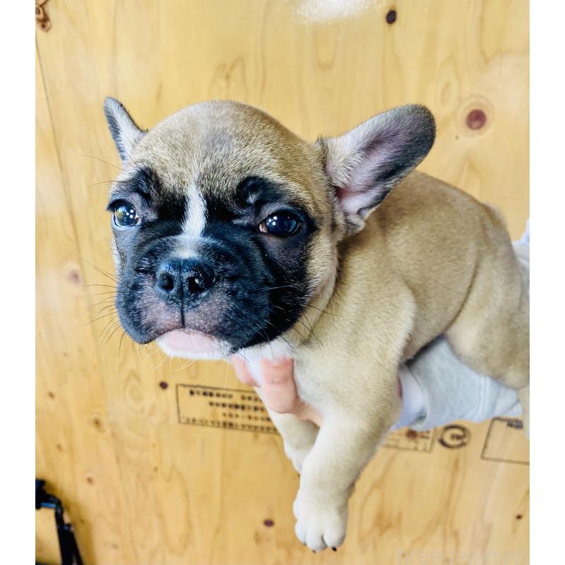 販売中の静岡県のフレンチブルドッグ-426986の4枚目