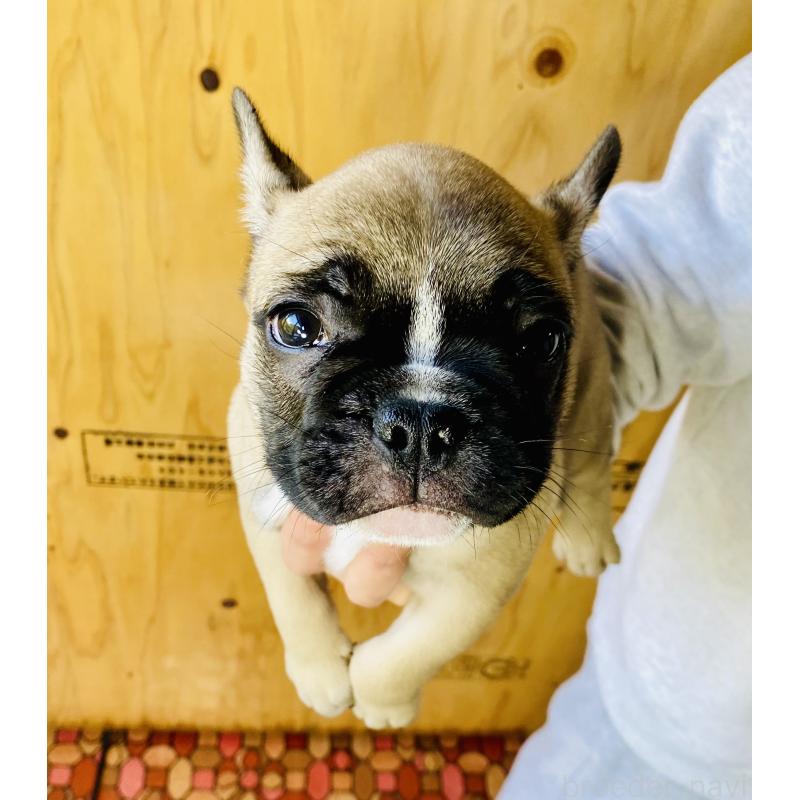 販売中の静岡県のフレンチブルドッグ-426986の3枚目