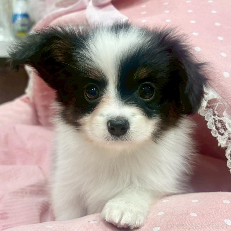 販売中の大阪府のパピヨン-426985の1枚目