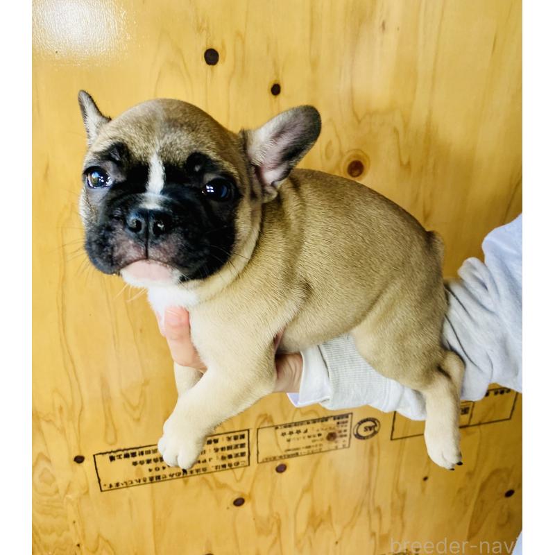 販売中の静岡県のフレンチブルドッグ-426986の2枚目