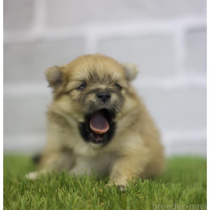 成約済の三重県のポメラニアン-427166の8枚目