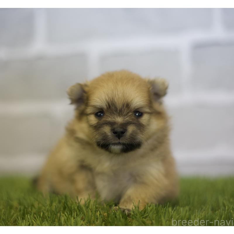 成約済の三重県のポメラニアン-427166の7枚目