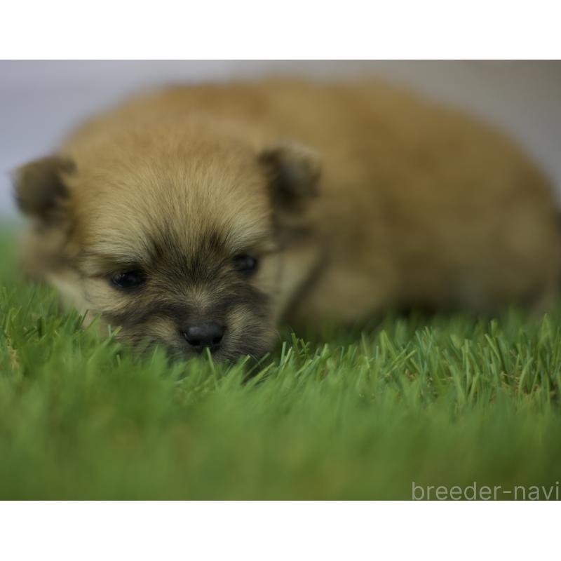 成約済の三重県のポメラニアン-427166の5枚目