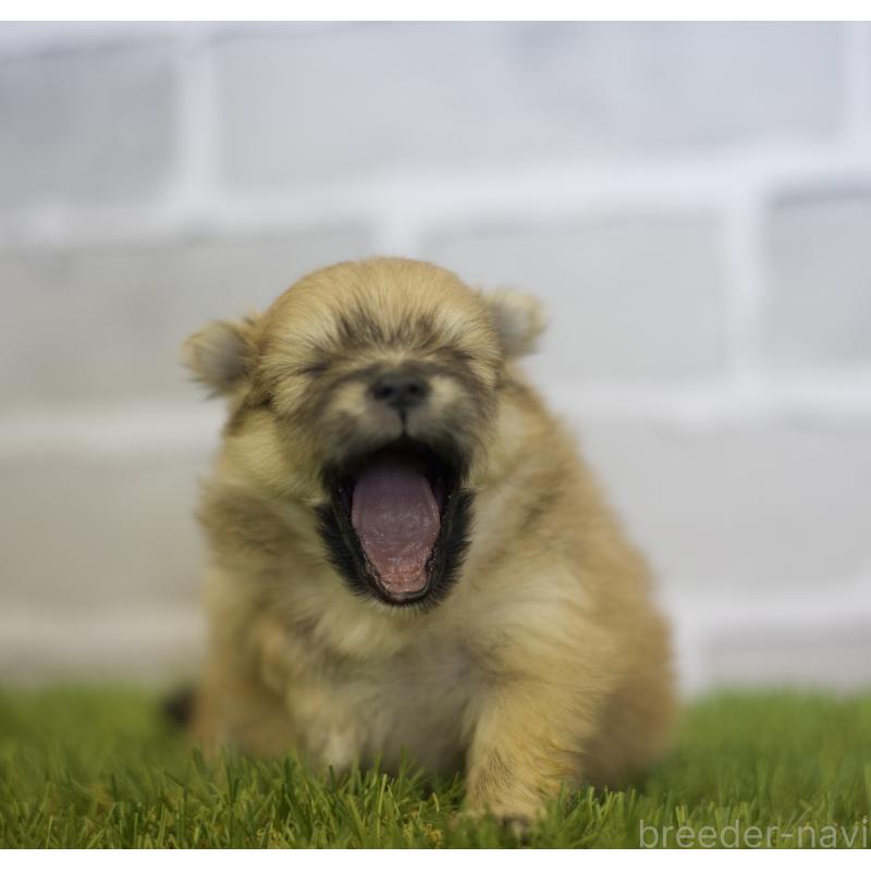 成約済の三重県のポメラニアン-427166の4枚目