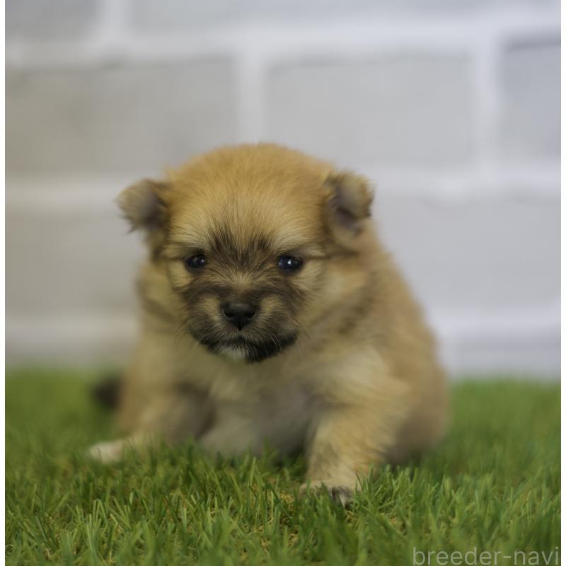 成約済の三重県のポメラニアン-427166の3枚目