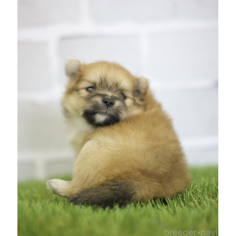 成約済の三重県のポメラニアン-427166の2枚目