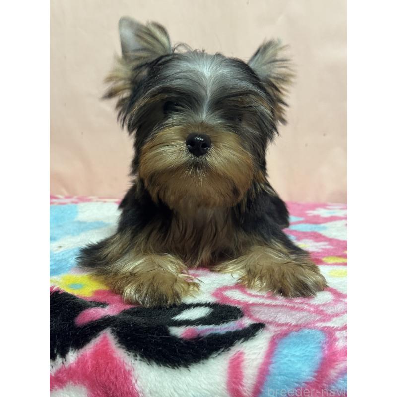 成約済の広島県のヨークシャーテリア-414909の1枚目