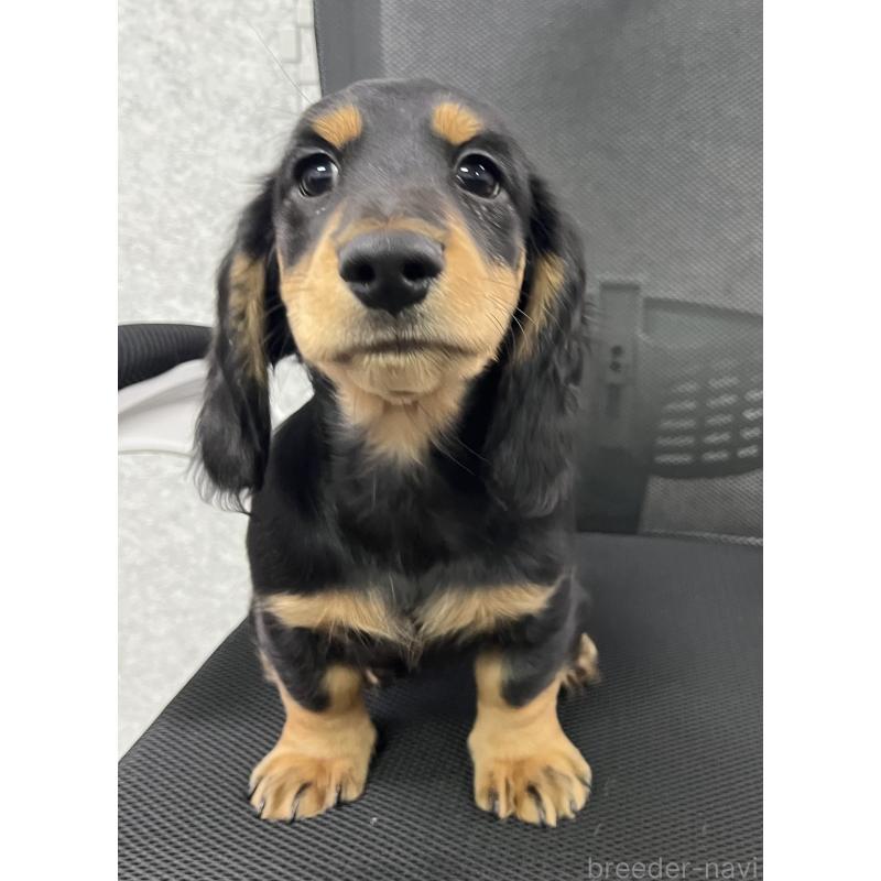 成約済の兵庫県のミニチュアダックスフンド(ロングヘアード)-423602の7枚目