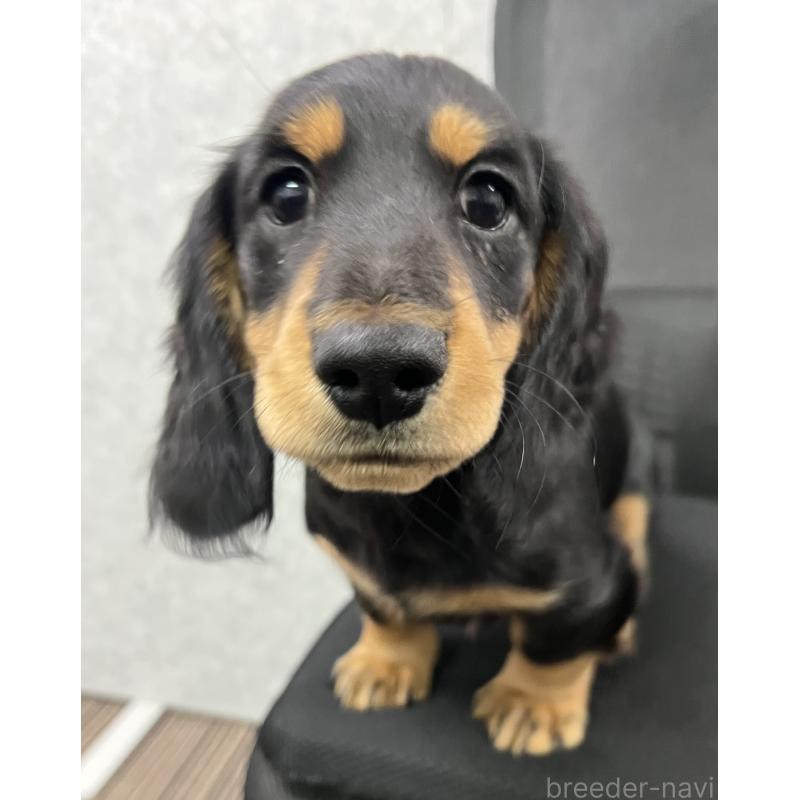 成約済の兵庫県のミニチュアダックスフンド(ロングヘアード)-423602の6枚目