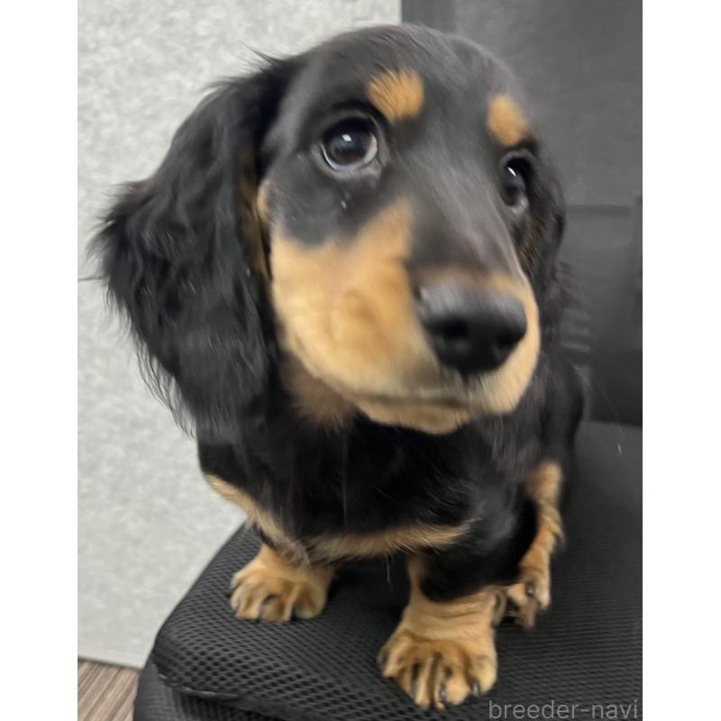 成約済の兵庫県のミニチュアダックスフンド(ロングヘアード)-423602の5枚目