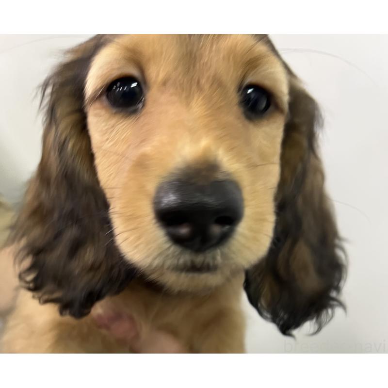 販売中の兵庫県のミニチュアダックスフンド(ロングヘアード)-423612の6枚目