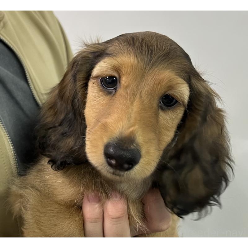 販売中の兵庫県のミニチュアダックスフンド(ロングヘアード)-423612の5枚目