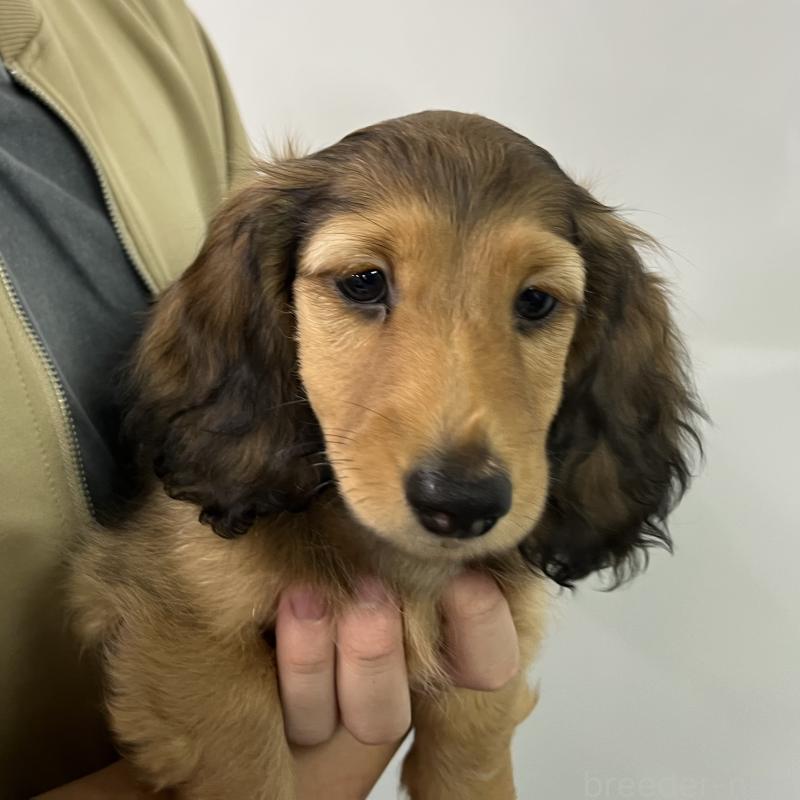 販売中の兵庫県のミニチュアダックスフンド(ロングヘアード)-423612の4枚目