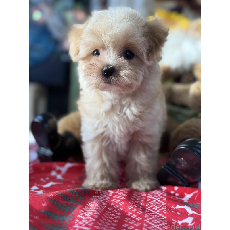 成約済の宮崎県のマルプー:マルチーズ×トイプードル-421374の13枚目